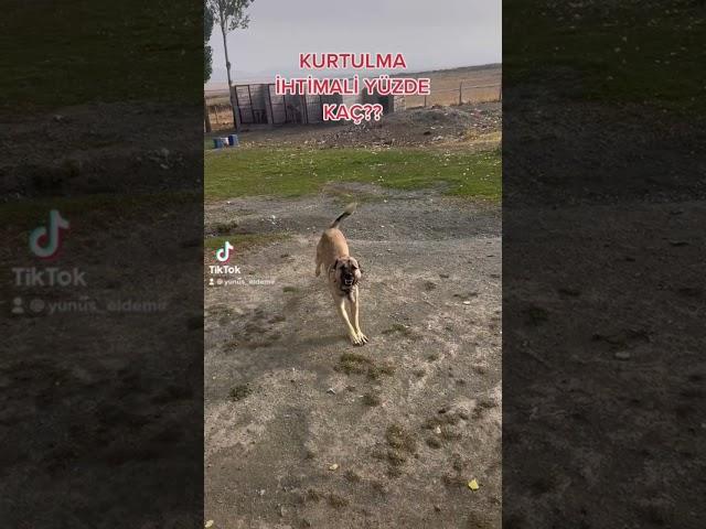 DUMAN  KIZMIŞ #kangal #duman