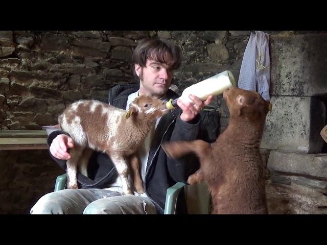 Les agnelles à 'Au temps pour toi'