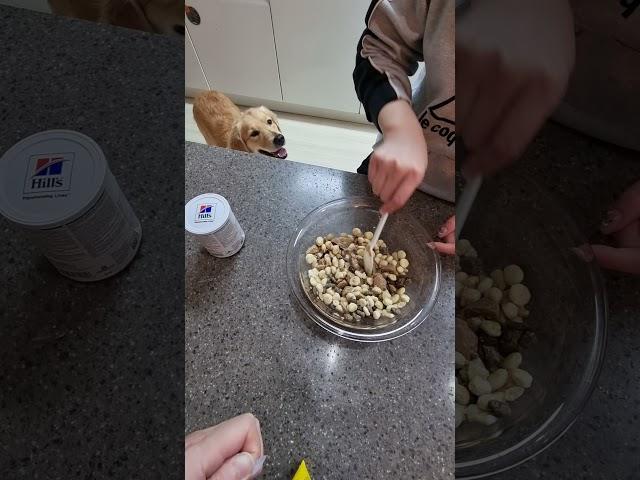 지극정성 4편 골든리트리버 로제 My Best Golden Retriever Rose  Episode.4
