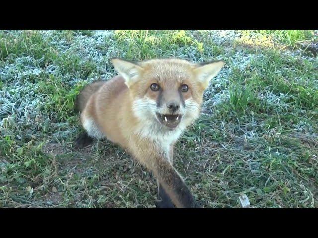 Trapping Red Fox