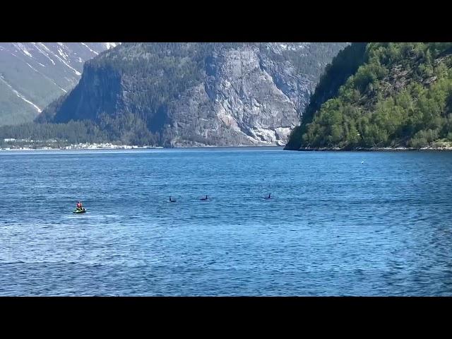 5 Killer whales in the fjord