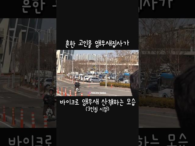 흔한 고인물 앵집사의 앵무새 산책하는 모습 #앵무새 #앵무새자유비행