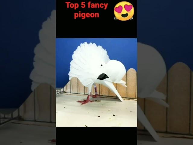 4 Top Quality ke fancy pigeon//️pigeonstutas #short #viral #video