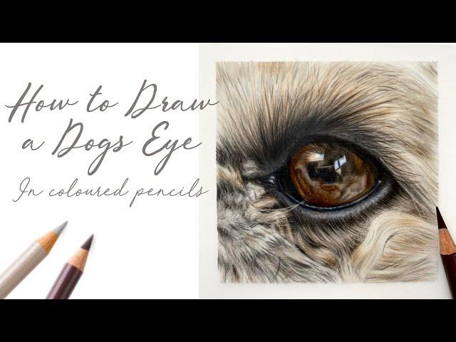 How to Draw a Realistic Dogs Eye in Coloured Pencils / Shih Tzu