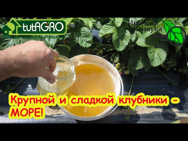 ПОДКОРМКА КЛУБНИКИ ЛЕТОМ ДЛЯ БОЛЬШОГО УРОЖАЯ Как выращивать вкусную крупную клубнику.