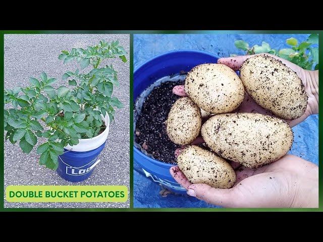 EXPERIMENT: Growing Hydroponic POTATOES In Double Bucket (Kratky Method)