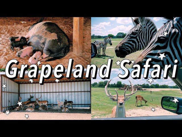 Road Trip to Grapeland Safari | Traveling during coronavirus | itsscaeleycx