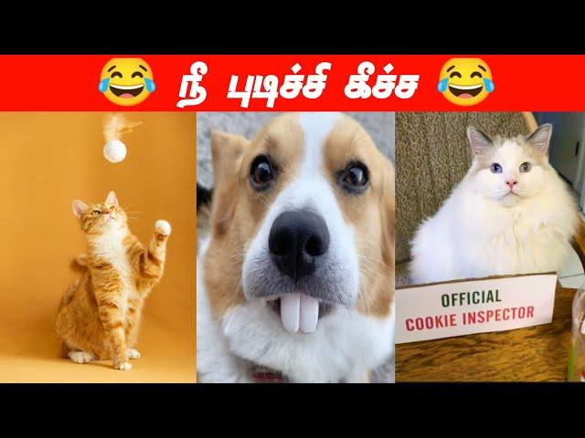 எப்படிடா தூக்குறது#viral #trending #cutecat #cutedog #funnyanimalvideos