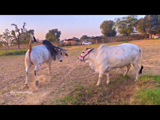 Must Watch: Happy Cows Ganga, Prithu, and Prabha Playing & Eating Grass️ #cowsblike