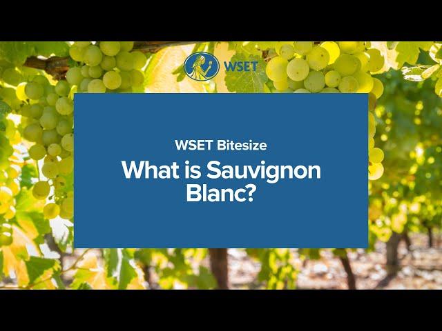 WSET Bitesize - What is Sauvignon Blanc?