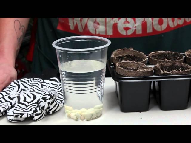 How To Grow Seeds Faster - Team Member Hints & Tips | Bunnings Warehouse