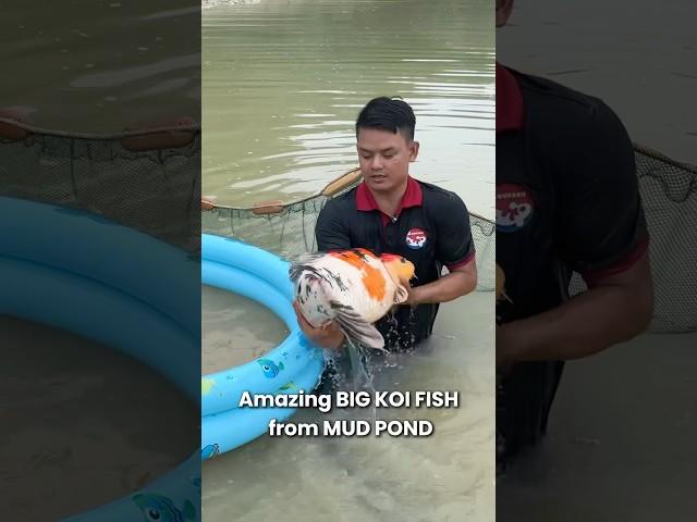 Amazing Big Koi Fish harvested from mud pond !!! #koi #koifish #nishikigoi #koifarm