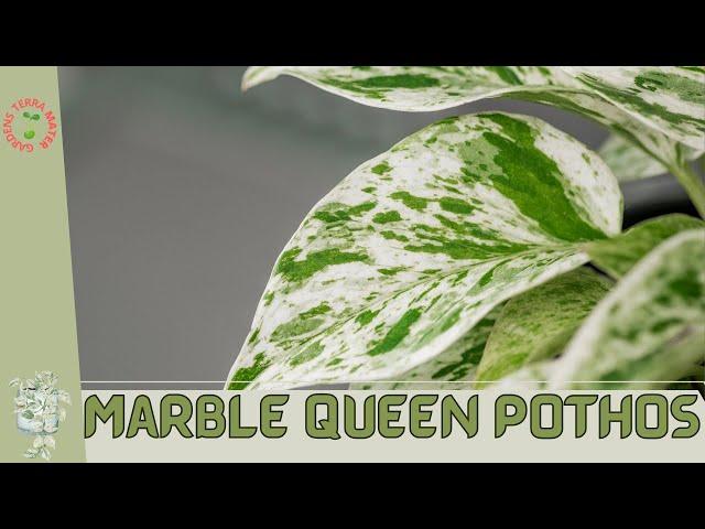 Marble Queen Pothos: A Stunning Addition to Your Indoor Plant Collection! (Epipremnum aureum)