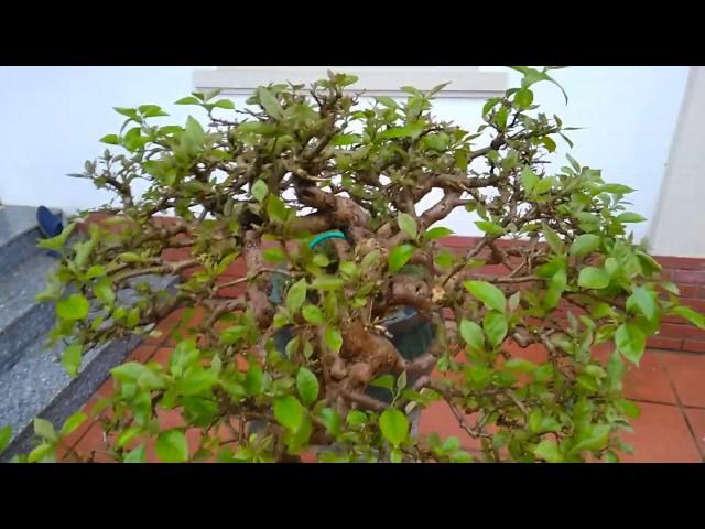 Hoa giấy bonsai cổ thụ bung lộc | Cây Hoa Giấy cổ có dáng siêu độc tại Hà Nội | Mầm lộc đầu xuân