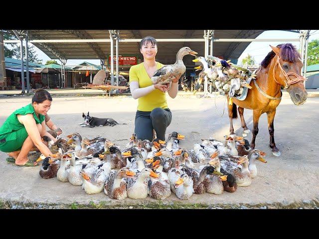 Harvesting Many Ducks Goes To The Market Sell - Use a Horses To Carry Ducks | Tiểu Vân Daily Life