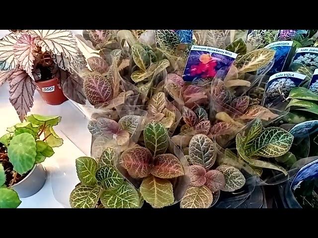Выставка в Галактике 26-27 апреля, г. Краснодар.