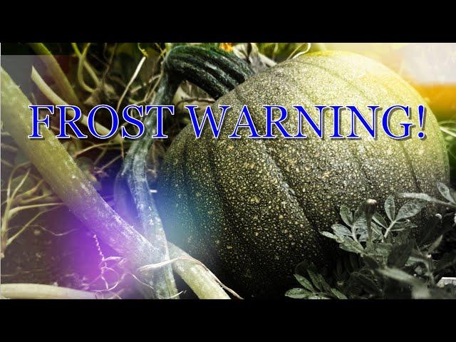 FROST WARNING!  What to do?  How to cover your plants! #Shorts