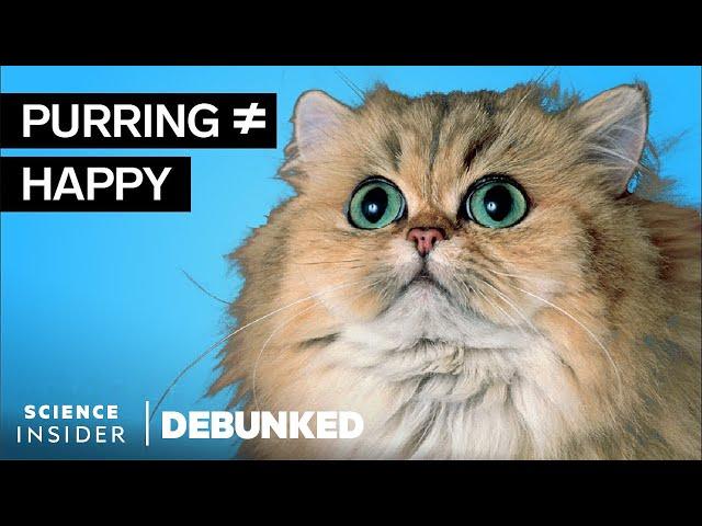 Veterinarians Debunk 13 Cat Myths