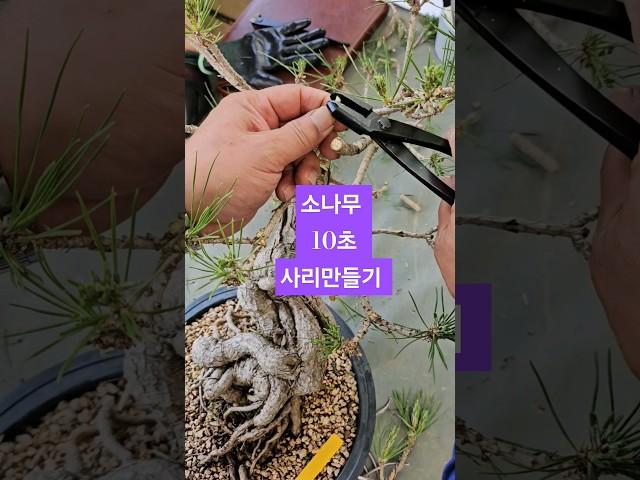 소나무분재 사리만들기 10초면 뚝딱 따라해보세요~