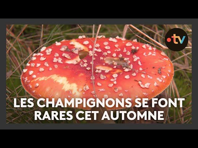 L'arrivée timide des champignons comestibles dans les forêts