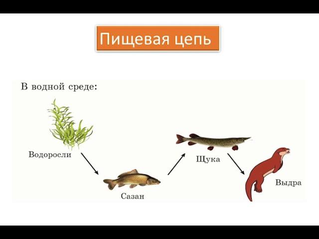 Что такое пищевые цепи. Составление модели пищевых цепей
