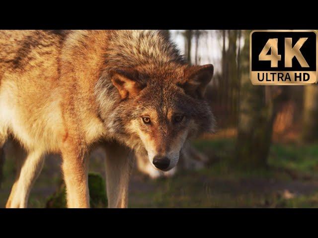 Ultimate Wild Animals Collection in 8K ULTRA HD / 8K TV | Sony Demo