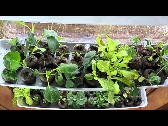 One Window, 100 Seedlings