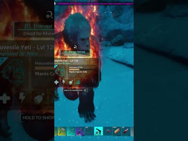 Taming a yeti ???? on ARK: Survival Ascended The center!! #gaming #arksurvivalevolved #tametheark