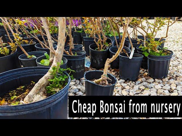 Cheap bonsai, finding Bonsai material at local nursey.