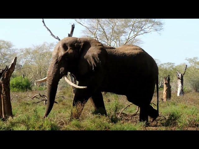 Curious Elephant on walking safari in Pafuri