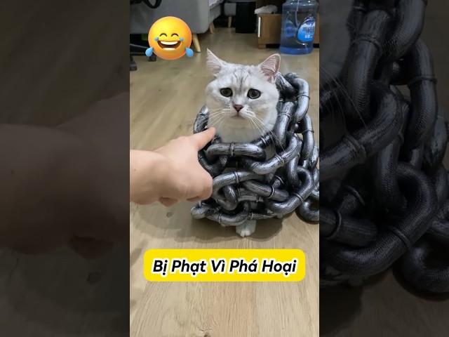  Mèo Dễ Thương Nhưng Vẫn Ăn Phạt #thúcưng #vậtnuôi #chómèohàihước #funny #pets #cat #cute