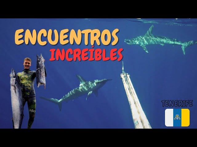 ¡Encuentros sorprendentes mientras practico pesca submarina! 