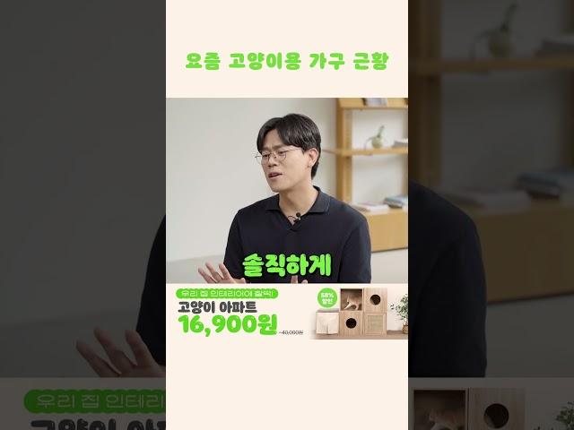 요즘 고양이 가구 근황