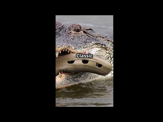 Paws, Claws, and Epic Fails: The Comedic Chronicles of Animals!#shorts