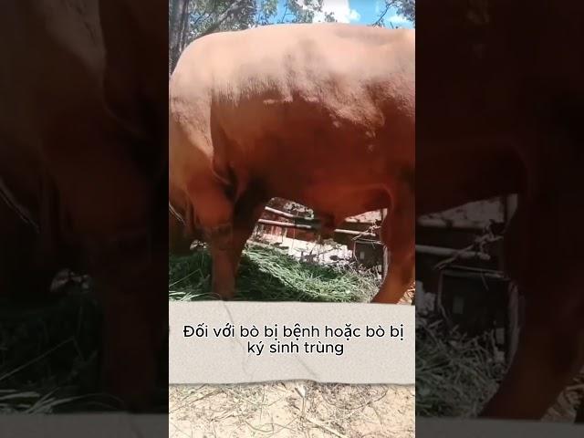 Vỗ Béo Bò Bằng Đường  #agriviet #farming #agriculture #nuoibo #vobeobo #cow #cowfarm #bothit