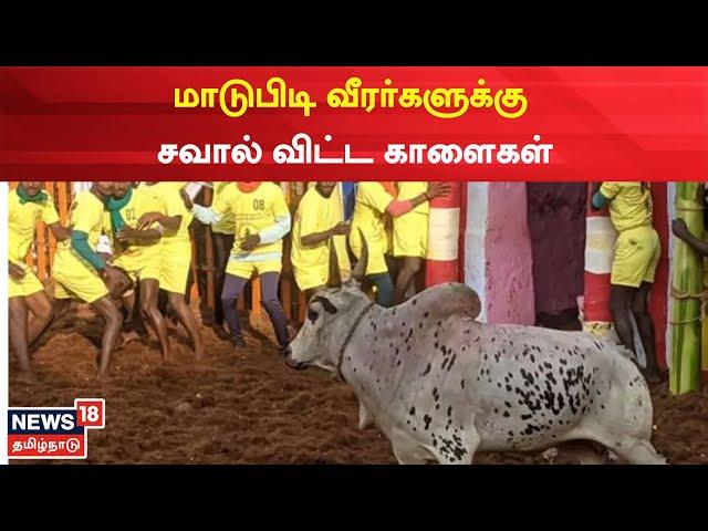 Palamedu Jallikattu 2023 | பாலமேடு ஜல்லிக்கட்டு போட்டி - வீரர்களுக்கு சவால் விட்ட காளைகள்