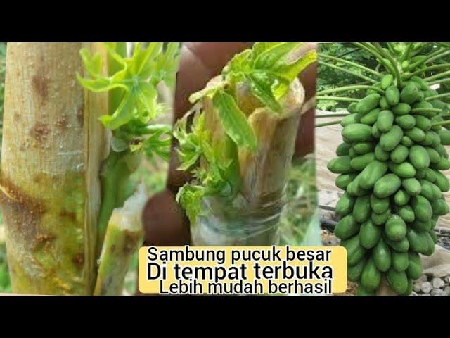 cara sambung pucuk besar pepaya yang 100% berhasil dan cepat berbuah