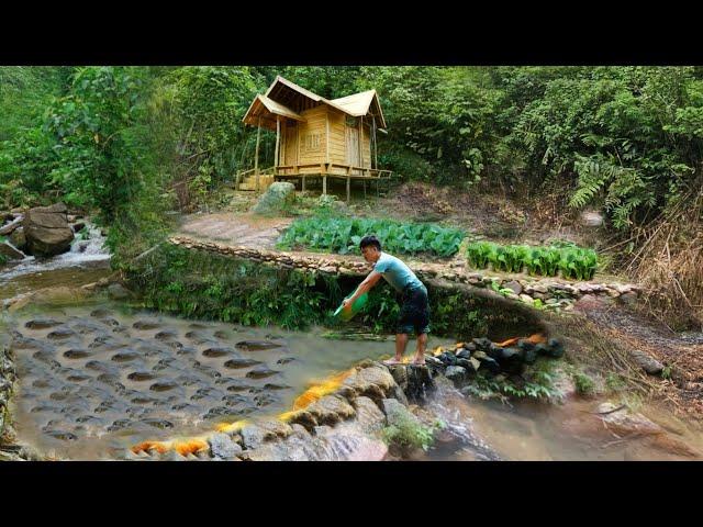 Build a stream into a pond, raise fish, garden. 2 Months Off Grid Cabin