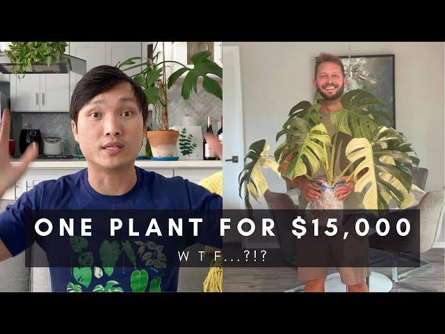 Variegated Mint Monstera Sold for $15,000! What Does it Mean? | Ep 120