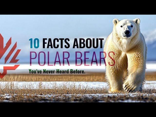 10 Incredible Polar Bear Facts You’ve Never Heard Before!