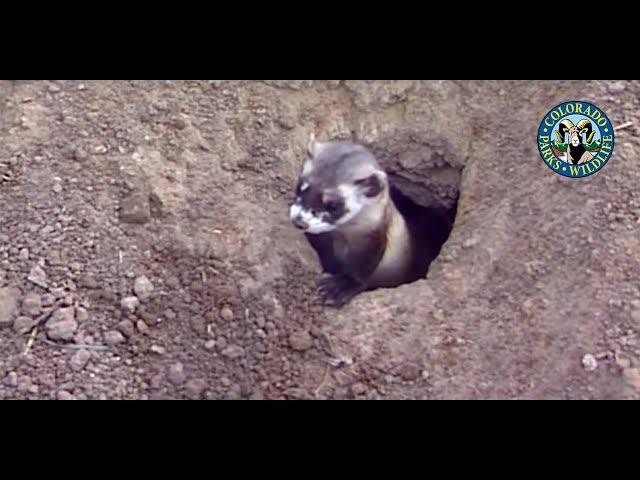 Black-Footed Ferrets Colorado