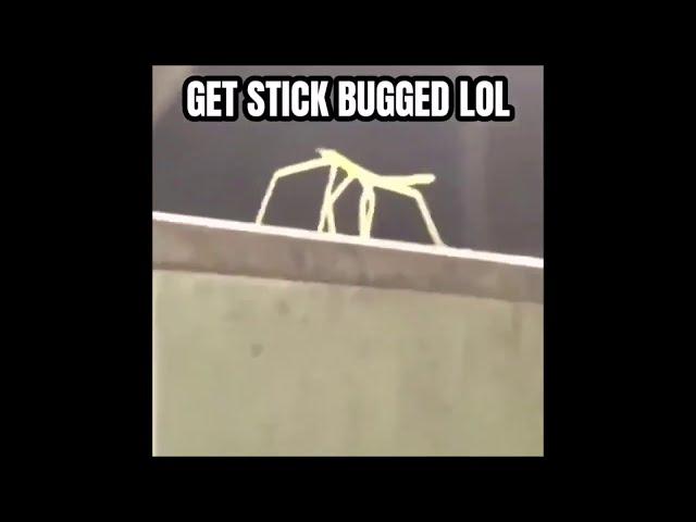Get Stick Bugged lol