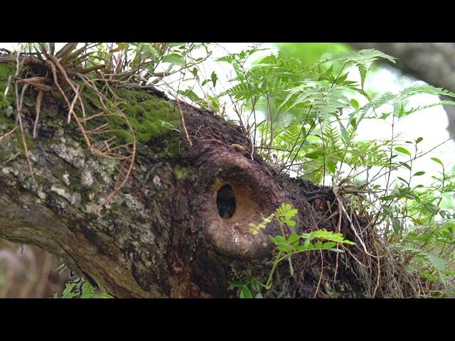 Hornbill nesting disaster