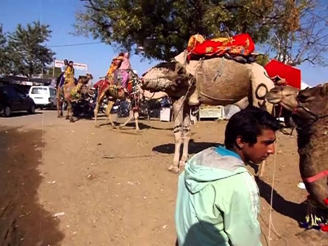 India Travel: Camel mania in Pushkar, Rajasthan