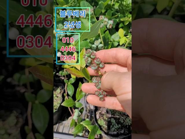 블루베리 2년생 1만원 #블루베리#묘목#나무#