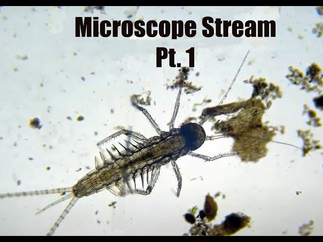 Microscope - Pond, Puddle and Lagoon water