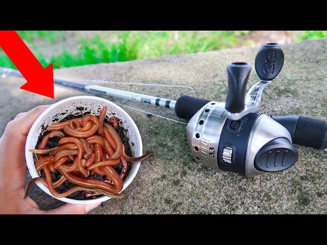 Fishing With GIANT Livebait WORMS (WALMART)