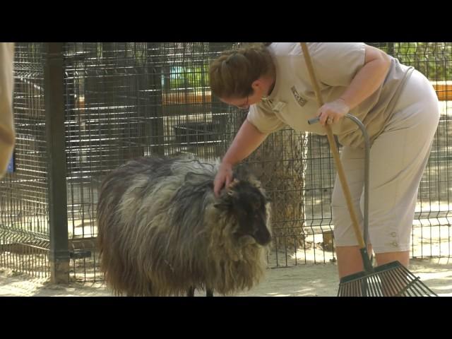 Shetland Sheep: Meet Fancy