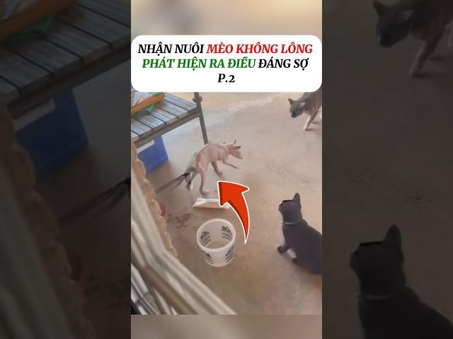 [P.2] Nhận nuôi mèo không lông, Sự thật đáng sợ #shorts