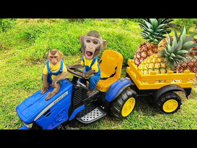 Little monkeys go to harvest pineapples and enjoy them in a special way